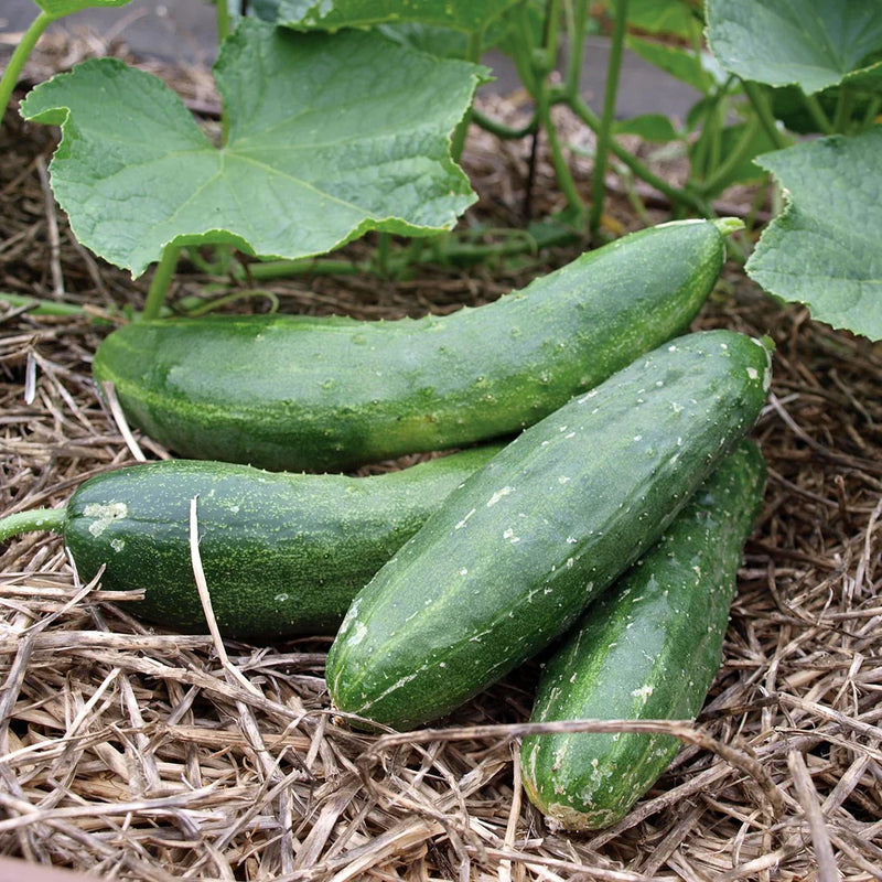 Army Green Cucumber Seeds for Planting – Heirloom Non-GMO Garden Seeds