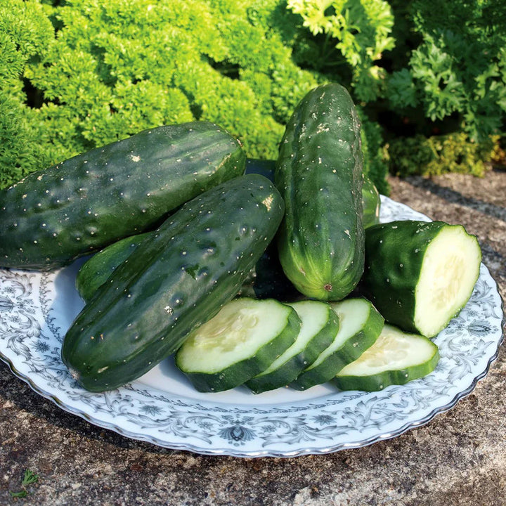 Army Green Cucumber Seeds