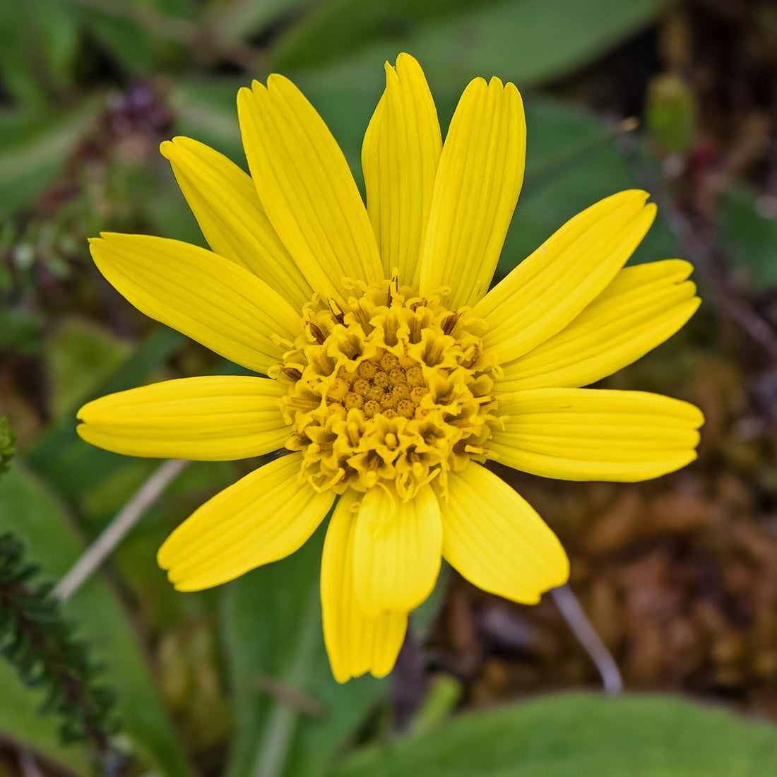 Arnica Montana flower seeds