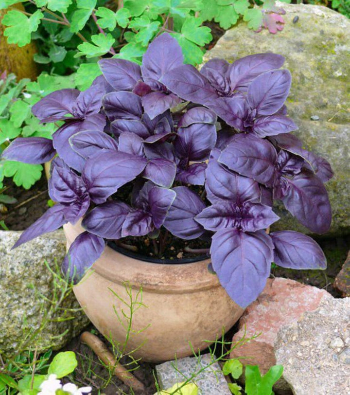 Aromatic Basil Herb Seeds for Planting – Heirloom Non-GMO Garden Seeds