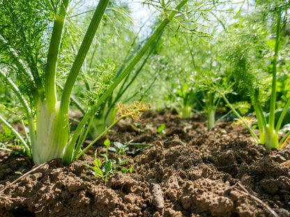 Fennel Seeds for Planting – Heirloom Non-GMO Garden Seeds
