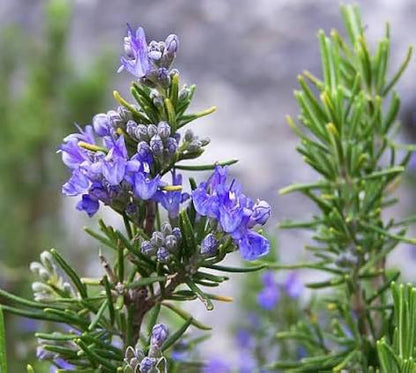 Aromatic Rosemary Foliage and Flowers in Sunny Garden