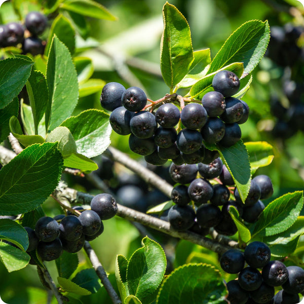 aronia berry seeds