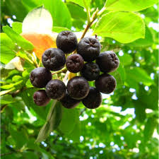 Aronia Berry Seeds for Planting – Heirloom Non-GMO Garden Seeds