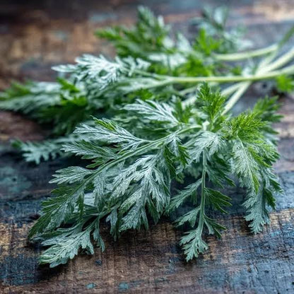 Absinthe Wormwood Silver Foliage