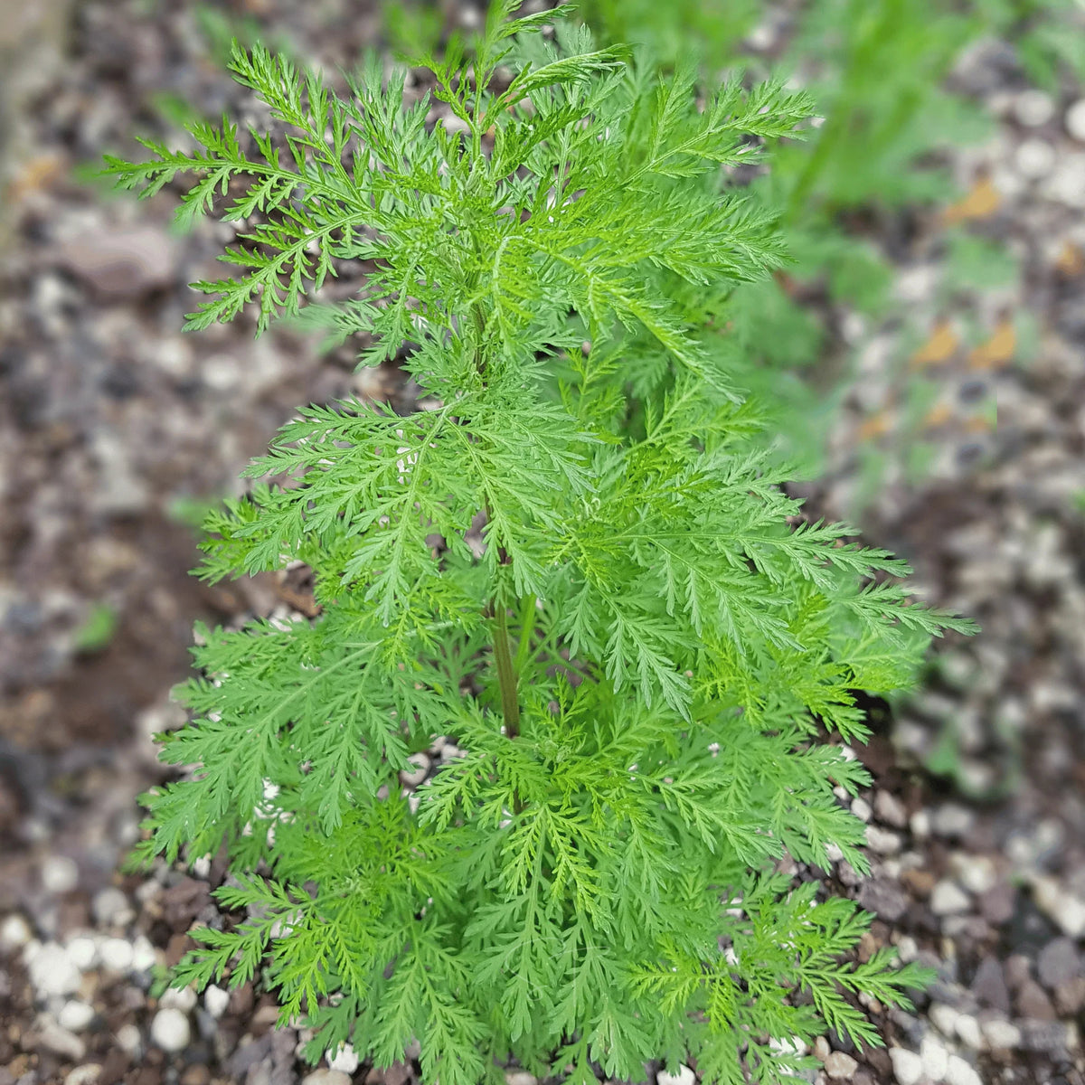Artemisia annua Sweet Annie herb plant with finely divided green aromatic leaves, branching stems, and delicate yellowish flower clusters growing in a sunny garden.