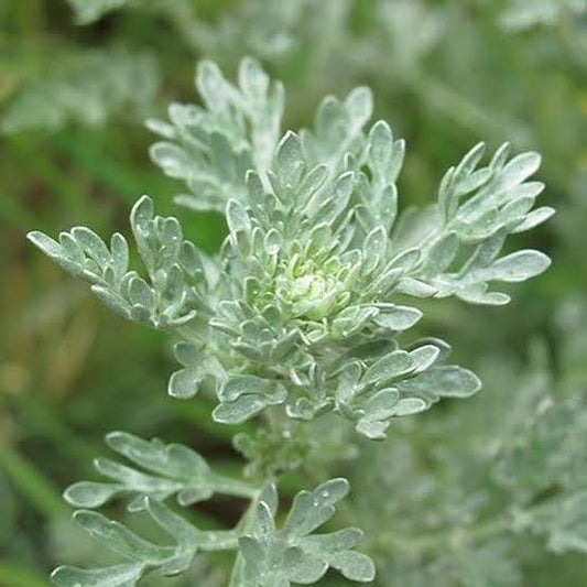 Redstem Wormwood Herb Plant