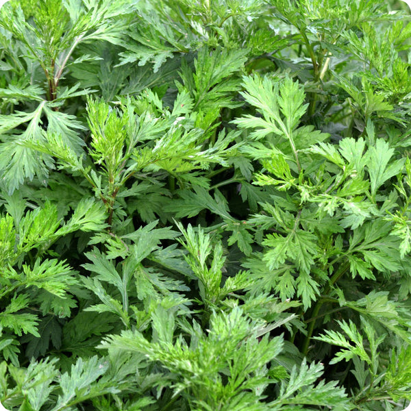 Mugwort Herb Seeds for Planting – Heirloom Non-GMO Garden Seeds