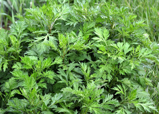 Common Mugwort Herb Seeds for Planting – Heirloom Non-GMO Garden Seeds