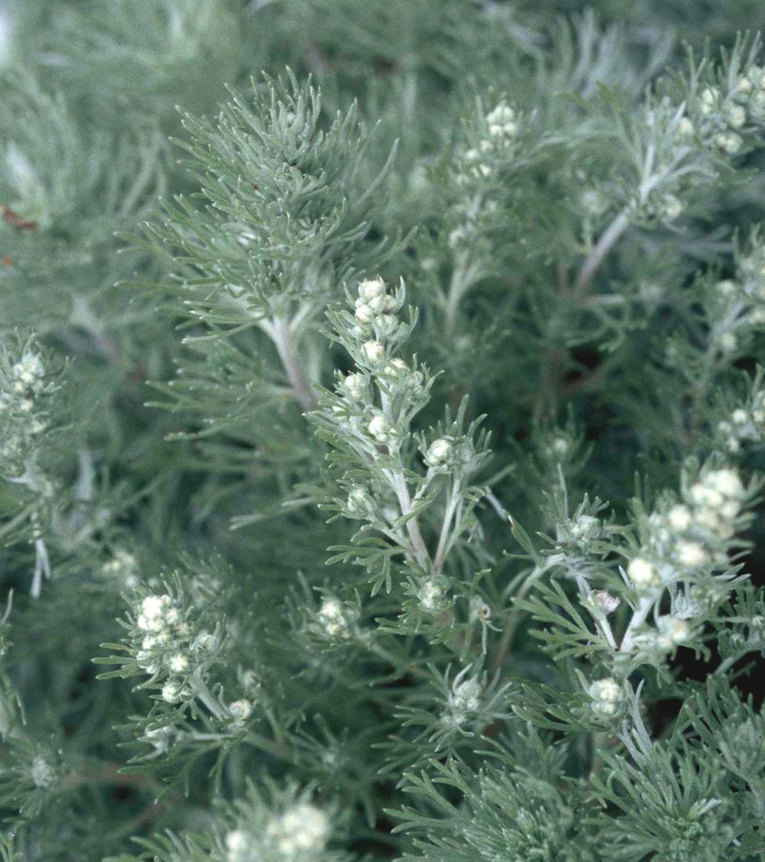 Artemisia Argyi flower seeds