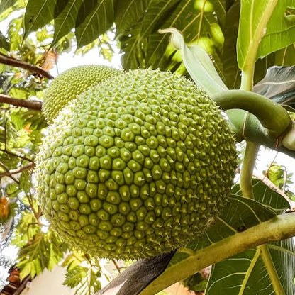 Fresh breadfruit seeds for planting and growing a tropical breadfruit tree with broad green leaves and edible fruit in a warm-climate garden.