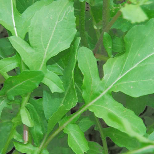 Roquette Arugula Vegetable Seeds for Planting – Heirloom Non-GMO Garden Seeds