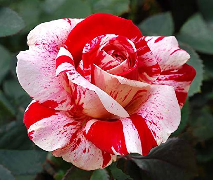 White Red flower seeds