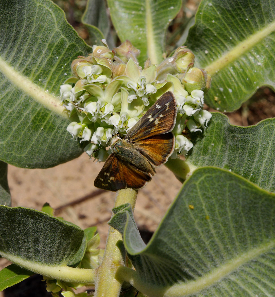Asclepias Arenaria flower seeds