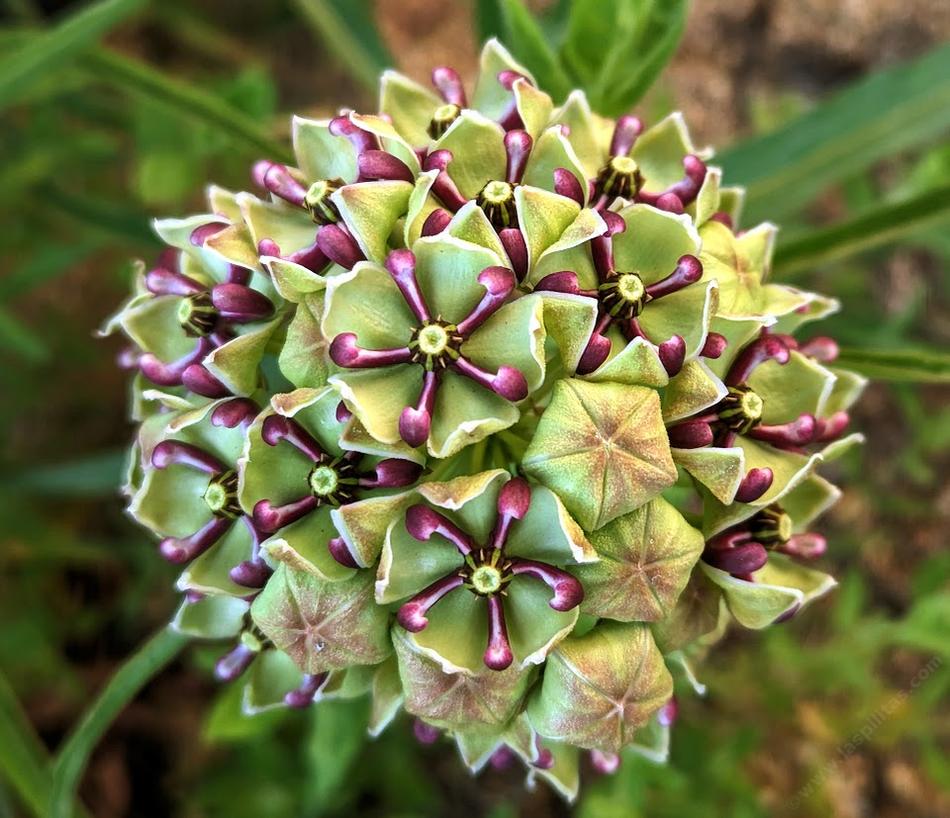 Asclepias Asperula flower seeds