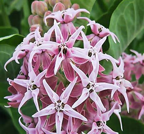 Showy Milkweed Growing in a Native Pollinator Garden