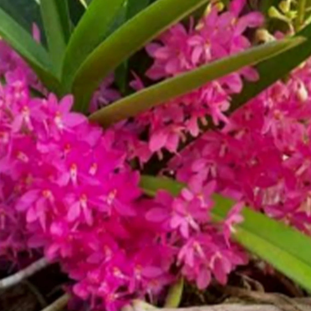 Purple Ascocentrum flower seeds