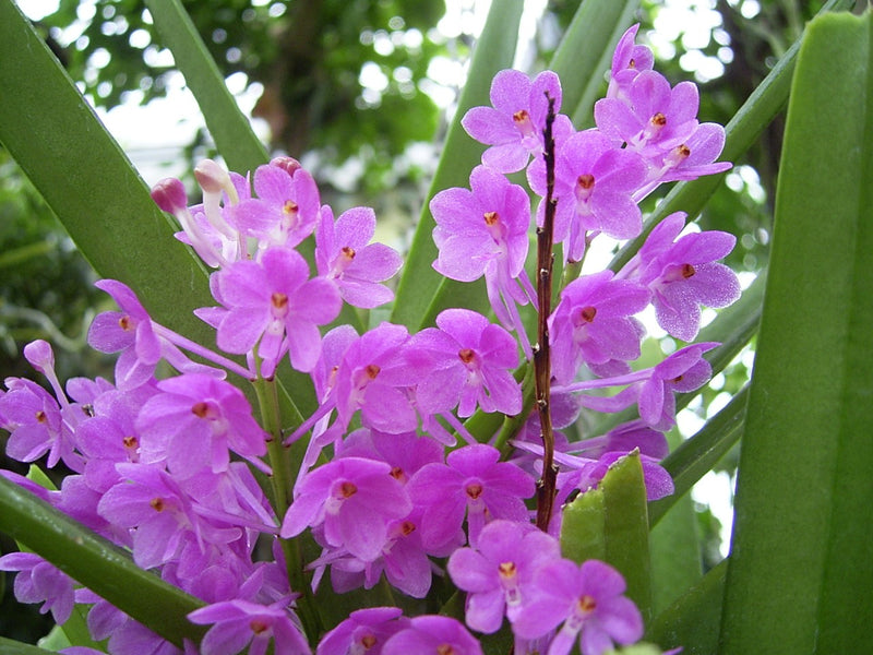 Purple and White Ascocentrum Orchid Flower Seeds for Planting – Heirloom Non-GMO Garden Seeds