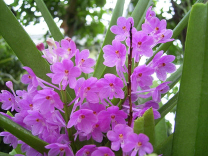 Purple and White Ascocentrum Orchid Flower Seeds for Planting – Heirloom Non-GMO Garden Seeds