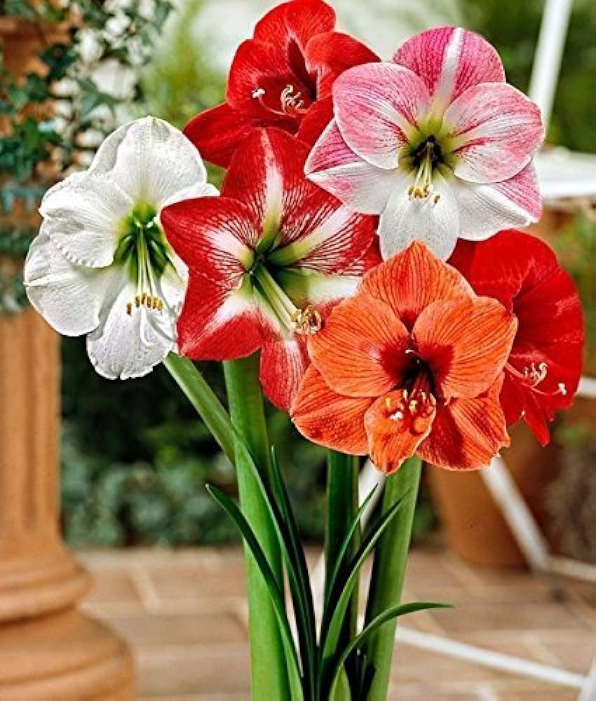 Ash Amaryllis flower seeds