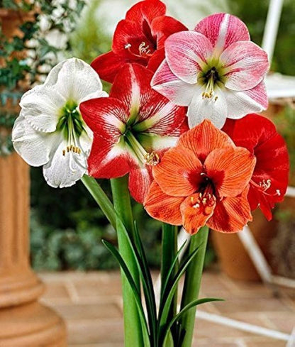 Ash Amaryllis flower seeds