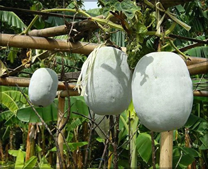 Ash Gourd Seeds for Planting – Winter Melon Vegetable Garden Seeds