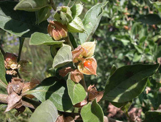 Ashwagandha African Ecotype (Withania somnifera) herb plant with green leaves, delicate flowers, and orange-red berries growing in a sunny garden.