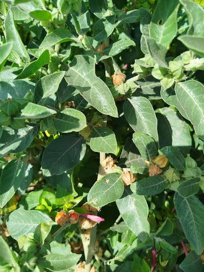 Ashwagandha African Ecotype (Withania somnifera) herb plant with green leaves, delicate flowers, and orange-red berries growing in a sunny garden.