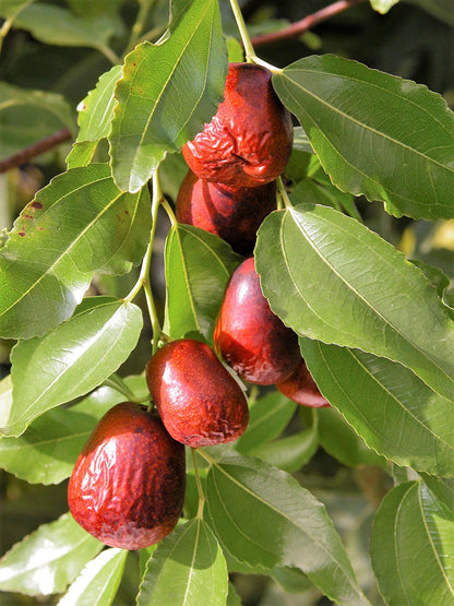 Asian Date Jujube Fruit Seeds for Planting – Heirloom Non-GMO Garden Seeds
