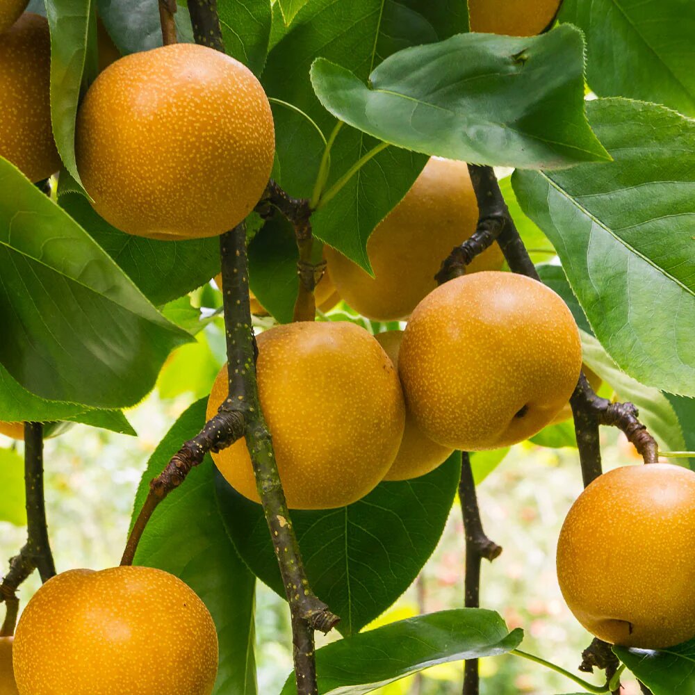 Asian pear tree growing with white spring flowers and fresh fruit