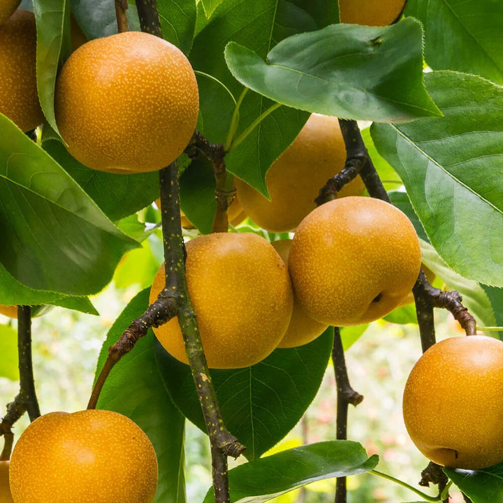 Asian pear tree growing with white spring flowers and fresh fruit