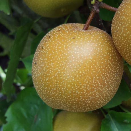 Asian pear tree growing with white spring flowers and fresh fruit