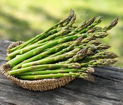 Young Asparagus Plants Growing in Vegetable Garden
