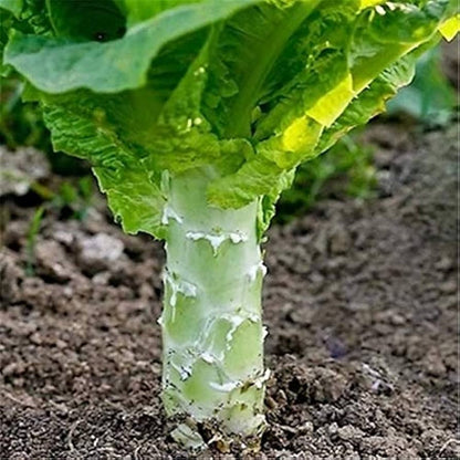 Celtuce Seeds for Planting – Heirloom Non-GMO Garden Seeds