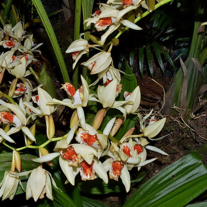 Asperata flower seeds