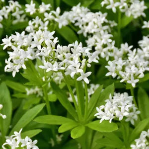Asperula flower seeds