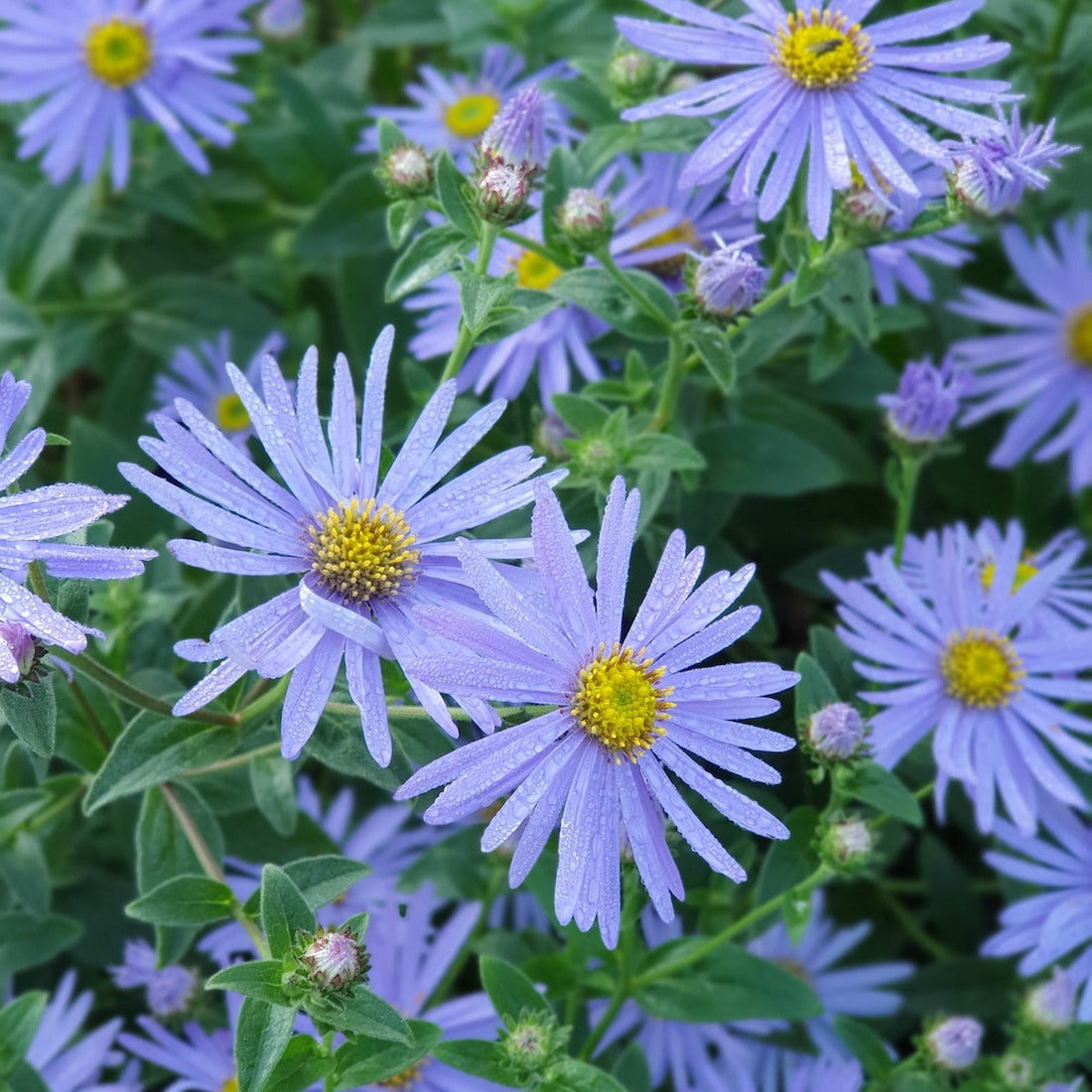 Blue Frikart'S flower seeds