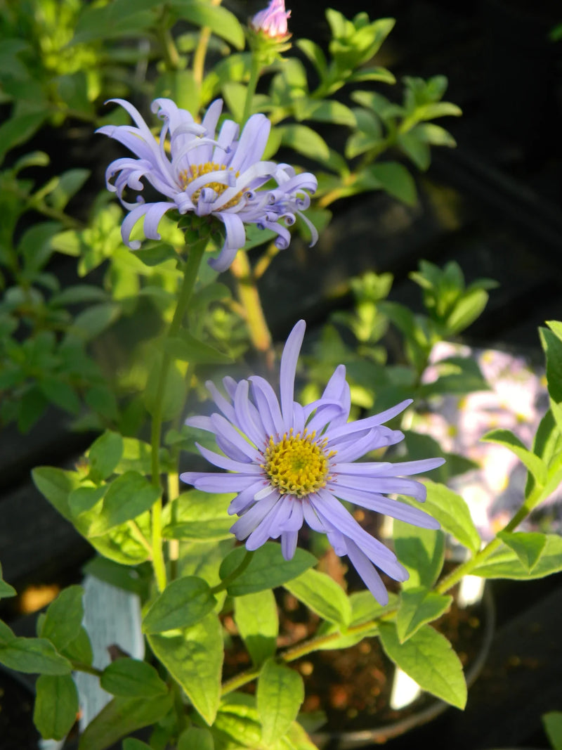 Blue Frikart's Aster Flower Seeds for Planting – Heirloom Non-GMO Garden Seeds