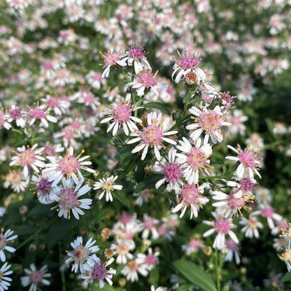 Pink And flower seeds