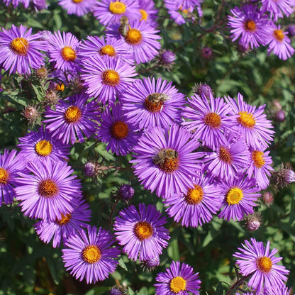 Purple Aster Novae Angliae Flower Seeds for Planting – Heirloom Non-GMO Garden Seeds