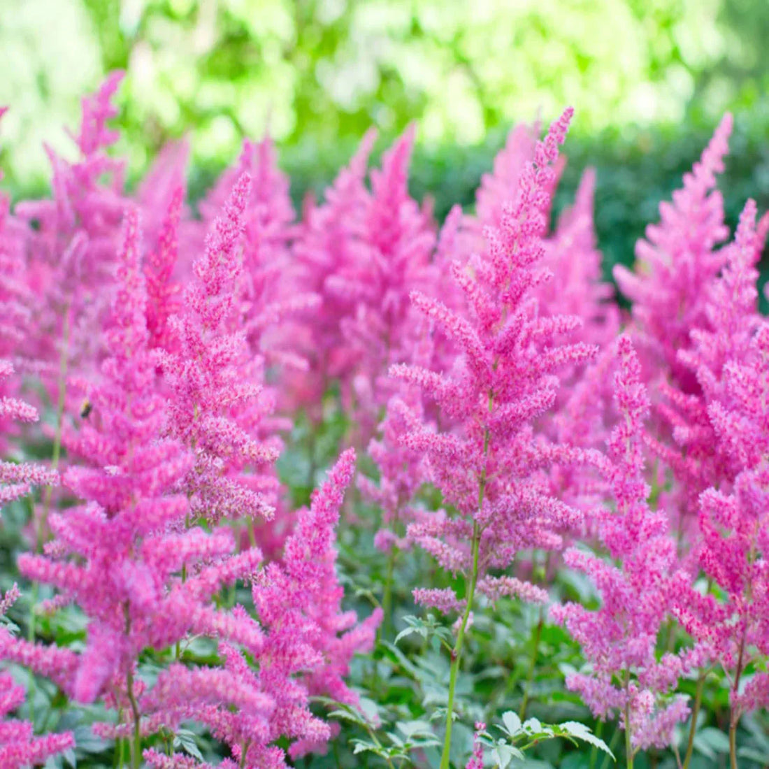 Astilbe flower seeds