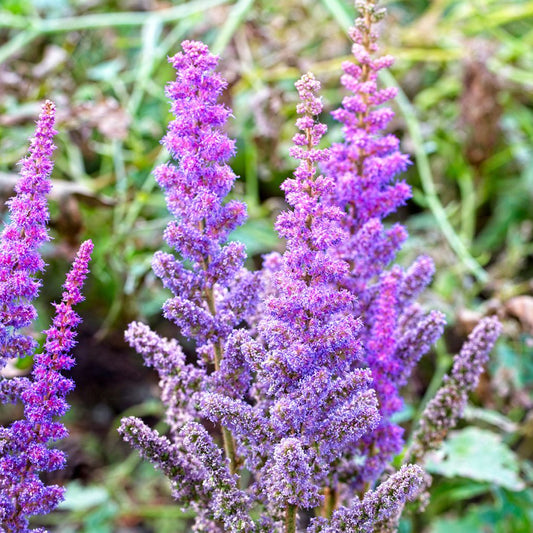 Violet Astilbe flower seeds