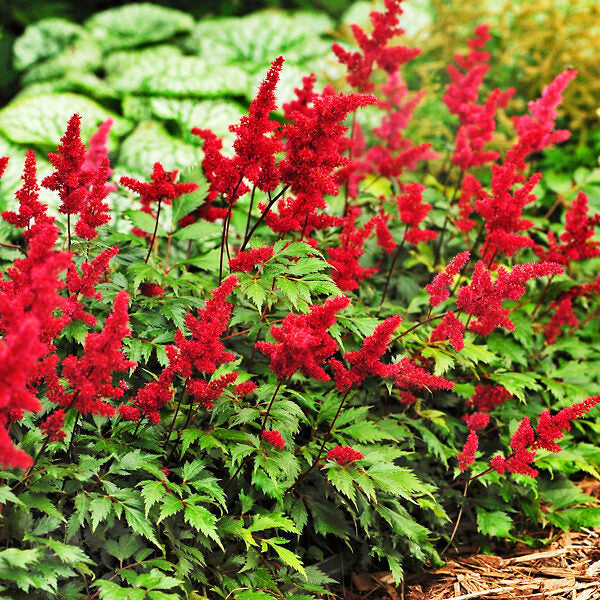 Red Astilbe flower seeds