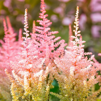 Astilbe flower seeds