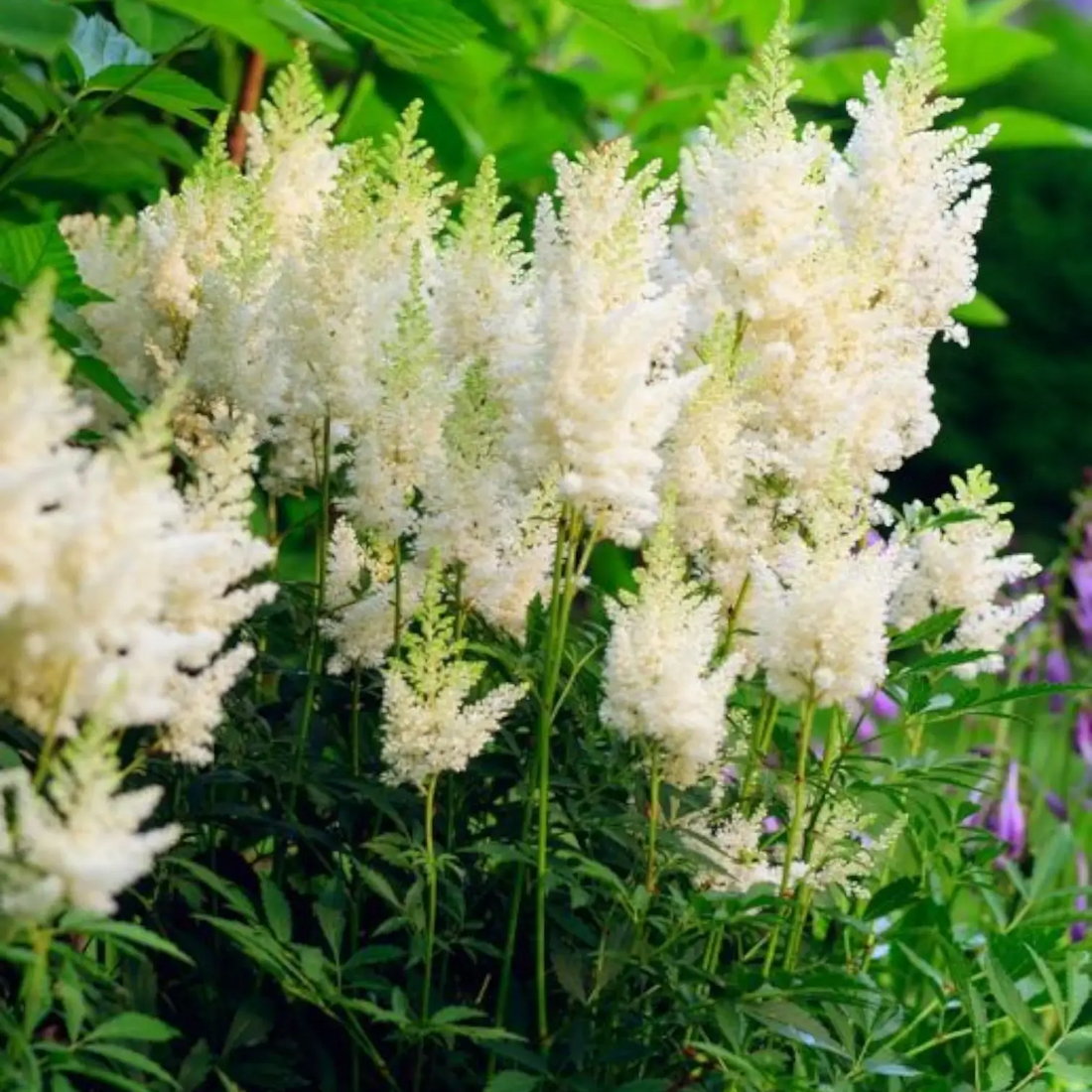 White Astilbe flower seeds