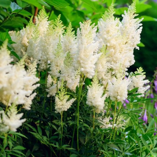 White Astilbe flower seeds