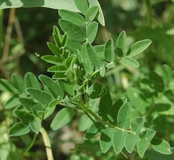 Astragalus Herb Seeds for Planting – Heirloom Non-GMO Garden Seeds