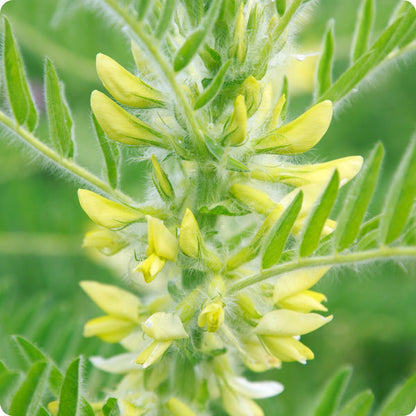 Astragalus Herb Seeds for Planting – Heirloom Non-GMO Garden Seeds
