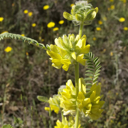 Astragalus Flower Seeds for Planting – Heirloom Non-GMO Garden Seeds