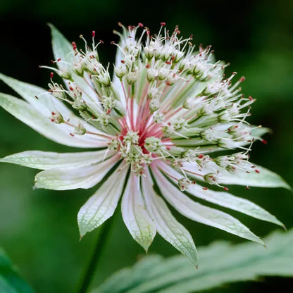 Astrantia flower seeds